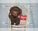 Small #14 Maltipoo-Poodle (Toy) Mix