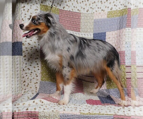 Medium Photo #10 Miniature Australian Shepherd Puppy For Sale in HARRISON, OH, USA