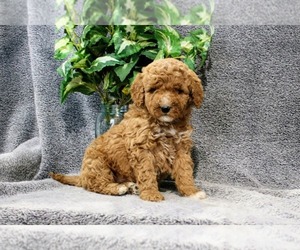 Goldendoodle (Miniature) Puppy for sale in WOLCOTTVILLE, IN, USA