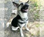 Small #1 German Shepherd Dog Mix