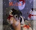 Small Photo #19 Chizer Puppy For Sale in MONTEZUMA, GA, USA
