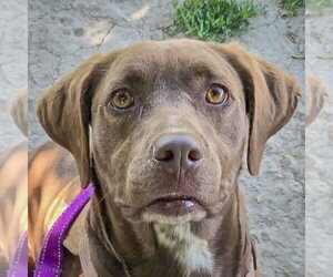 Olive - Female - Mix Dog for Adoption - Photo #2