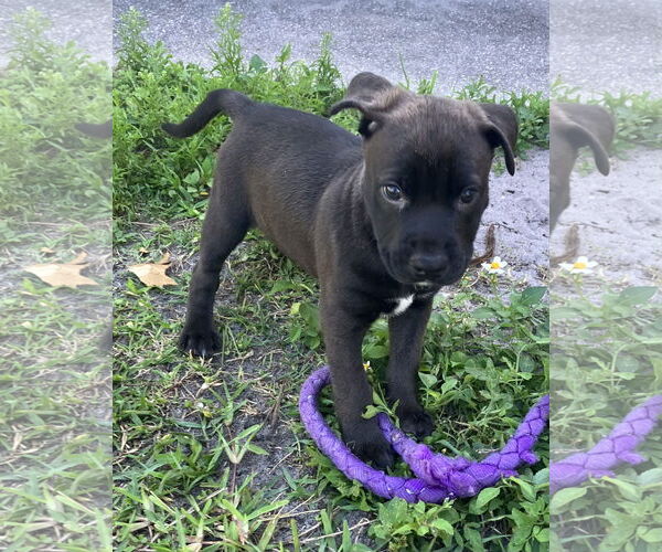 Medium Photo #3 Shepradors Puppy For Sale in Royal Palm Beach, FL, USA