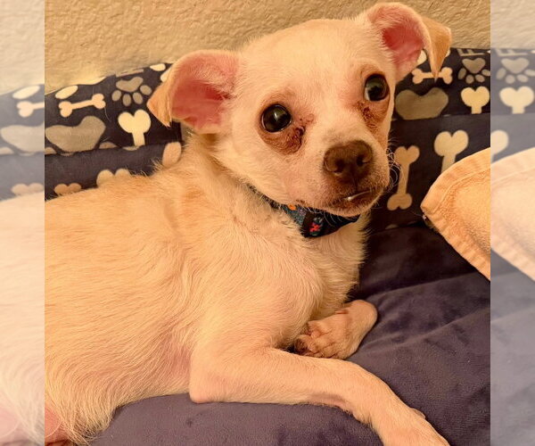 Medium Photo #1 Chihuahua-Unknown Mix Puppy For Sale in Canton, CT, USA