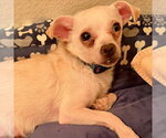 Small Chihuahua Mix