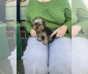 Yorkshire Terrier Puppy for sale in JACKSON, NJ, USA
