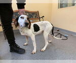 Small Bluetick Coonhound Mix