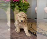 Small Photo #14 Goldendoodle Puppy For Sale in CITRUS HEIGHTS, CA, USA