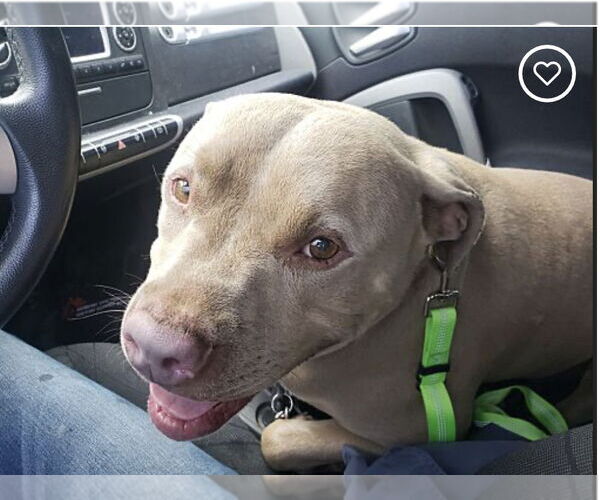 Medium Photo #2 American Staffordshire Terrier-Argentinian Mastiff Mix Puppy For Sale in Dana Point, CA, USA