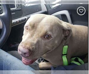 Cutie Chunks - Male American Staffordshire Terrier-Argentinian Mastiff Mix Dog for Adoption - Photo #2