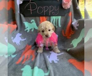 Aussiedoodle-Poodle (Miniature) Mix Puppy for sale in REEDS SPRING, MO, USA