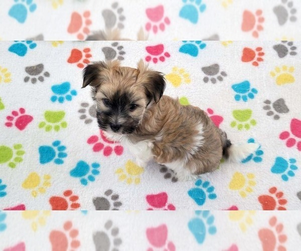 Medium Photo #4 Havashire Puppy For Sale in ORO VALLEY, AZ, USA