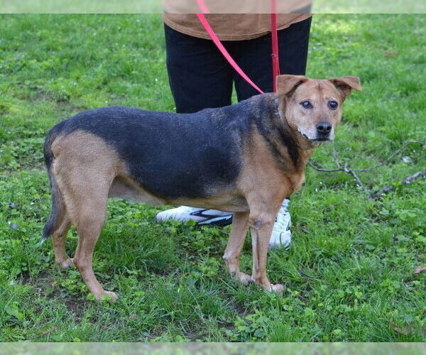 Medium Photo #4 Mutt Puppy For Sale in Enfield, CT, USA