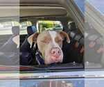 Small #15 American Staffordshire Terrier Mix