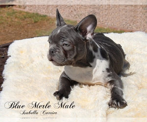 French Bulldog Puppy for sale in CHANDLER, AZ, USA
