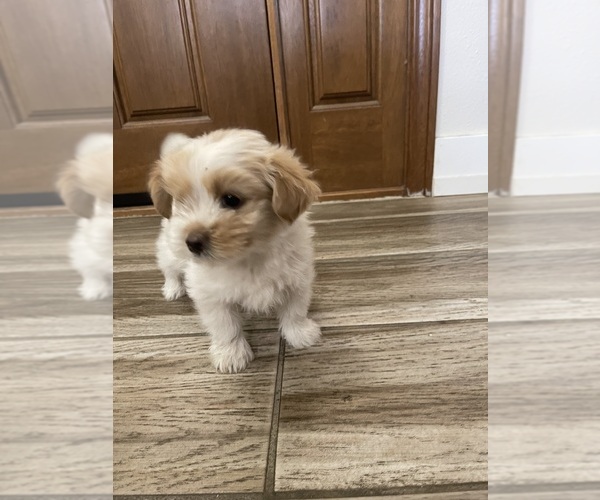 Medium Photo #23 Maltipoo Puppy For Sale in APPLE VALLEY, CA, USA