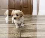 Small #22 Maltipoo