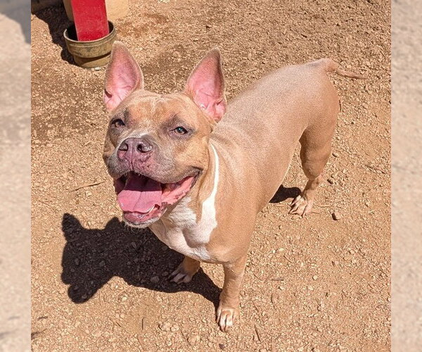 Medium Photo #2 American Bulldog Puppy For Sale in Plano, TX, USA