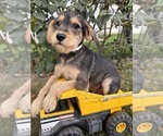 Small #1 Schnoodle (Miniature)