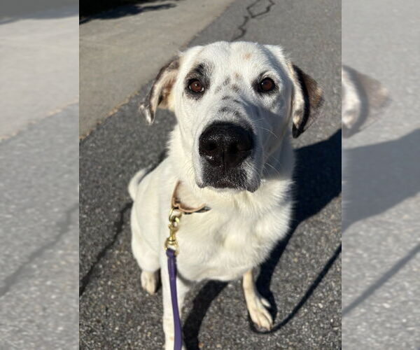 Medium Photo #21 Great Pyrenees-Unknown Mix Puppy For Sale in Brewster, NY, USA