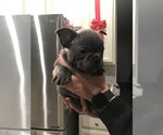 Small Photo #3 French Bulldog Puppy For Sale in CAROLINA FOREST, SC, USA