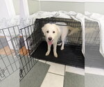 Small #9 Great Pyrenees