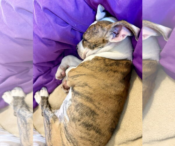 Medium Photo #4 American Bulldog Puppy For Sale in Boca Raton, FL, USA