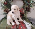 Small Photo #3 Goldendoodle Puppy For Sale in RIO RANCHO, NM, USA