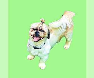 Shih Tzu Puppy for sale in WEST BLOOMFIELD, MI, USA