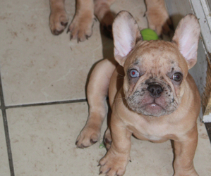 French Bulldog Puppy for sale in JERSEY CITY, NJ, USA