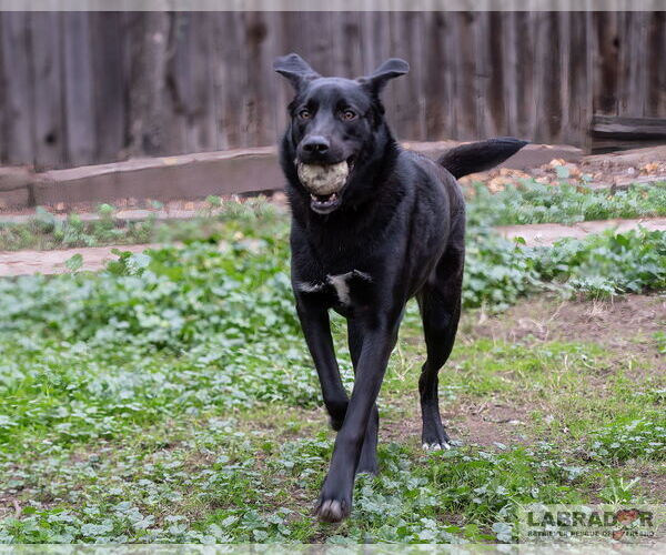 Medium Photo #4 Labrador Retriever-Unknown Mix Puppy For Sale in Clovis, CA, USA