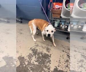 American Pit Bull Terrier Dogs for adoption in Tallahassee, FL, USA