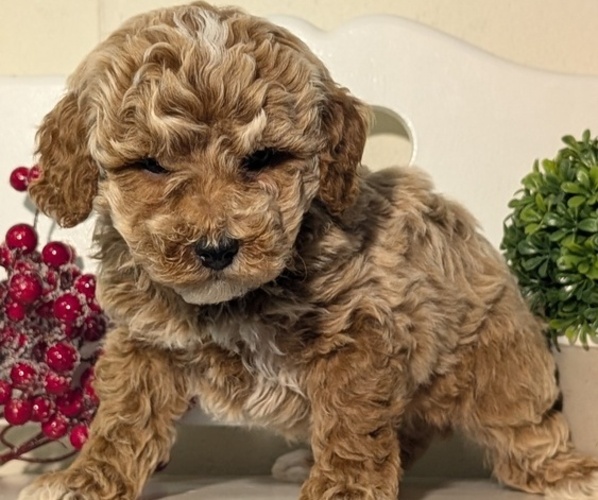 Medium Photo #44 Poodle (Miniature) Puppy For Sale in GOSHEN, IN, USA
