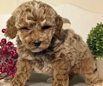 Small #1 Poodle (Miniature)