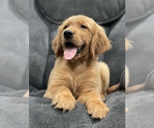 Golden Retriever Puppy for sale in VALLEJO, CA, USA