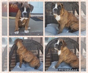 Boxer Puppy for sale in NORTH AUGUSTA, SC, USA