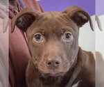 Small Photo #6 American Pit Bull Terrier-Unknown Mix Puppy For Sale in Huntley, IL, USA