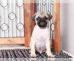 Small Photo #1 Pug Puppy For Sale in NAPLES, FL, USA