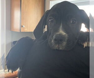 Labrador Retriever-Unknown Mix Dogs for adoption in Sterling, MA, USA