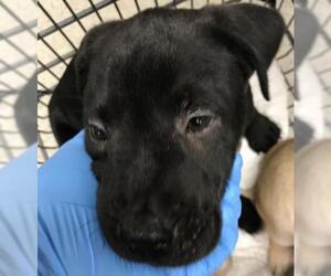 American Pit Bull Terrier-Unknown Mix Dogs for adoption in Conroe, TX, USA