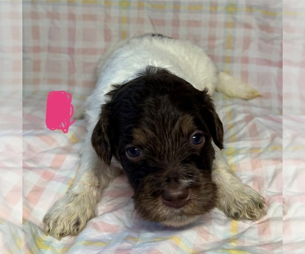 Medium Photo #3 Goldendoodle Puppy For Sale in WOODLEAF, NC, USA