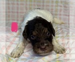 Small #2 Goldendoodle