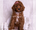 Small #4 Poodle (Toy)