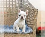 Small #1 French Bulldog