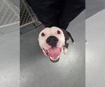 Small #3 American Pit Bull Terrier