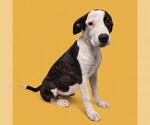 Small American Pit Bull Terrier