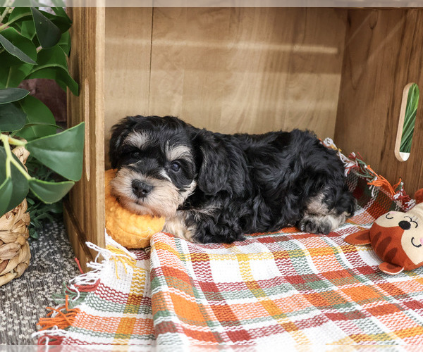 Medium Photo #3 Schnauzer (Miniature) Puppy For Sale in SYRACUSE, IN, USA