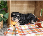 Small #2 Schnauzer (Miniature)