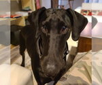 Small #6 Doberman Pinscher