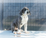 Puppy Missy Great Dane